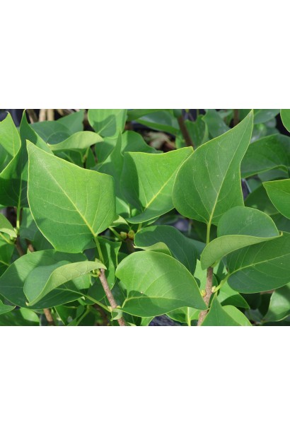 Саджанець бузку звичайного Карпе Діем